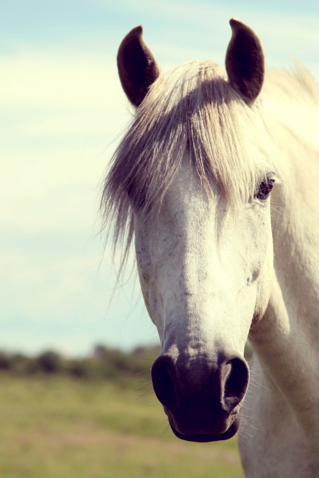 белый, лошадь, конь