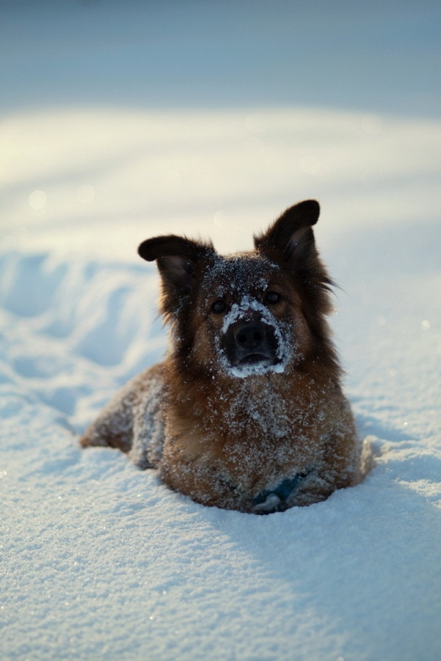 снег, собаки, животные, animals, dogs, snow