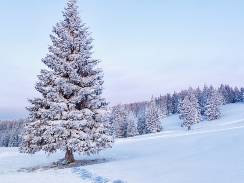 зима, winter