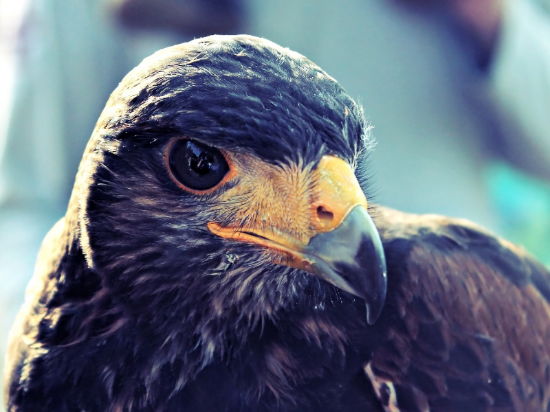 ястреб, птиц, Birds Eye, hawk, birds