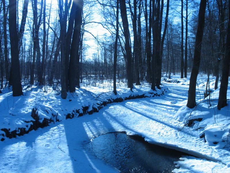 winter, ice, trees, , forest, rivers, water, nature, snow