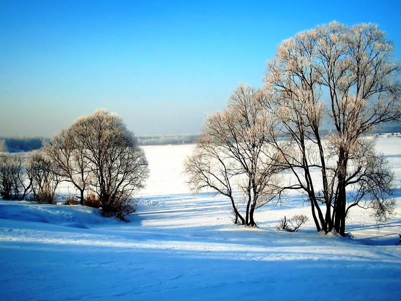 Зима, дерево, снег, красота