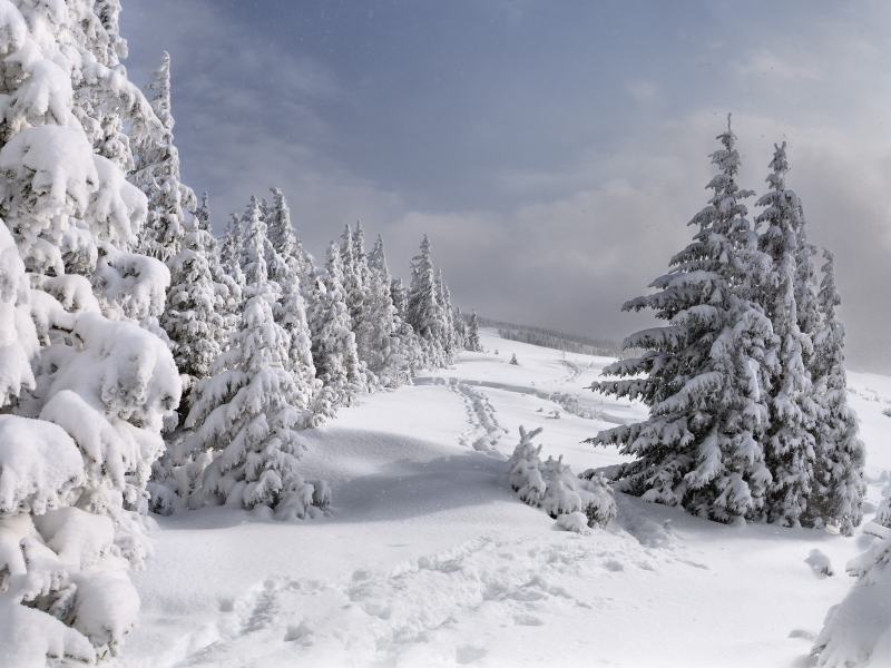 пейзажи, landscapes, снег, snow, зима, winter