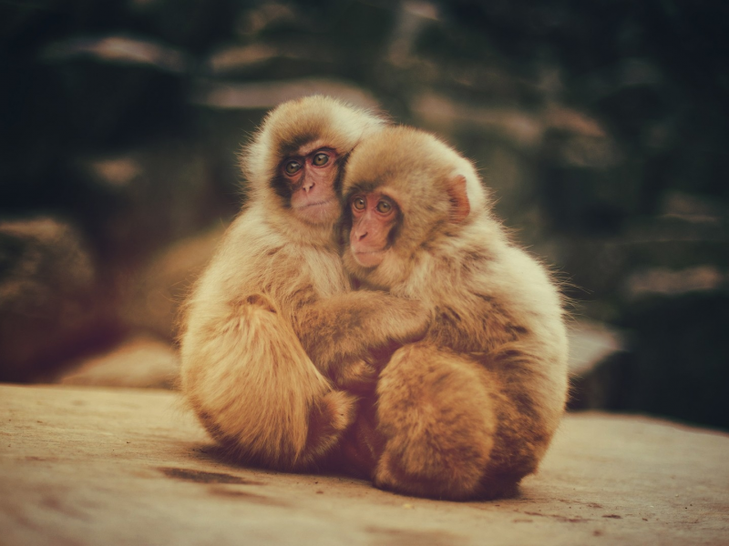 monkeys, обезьян