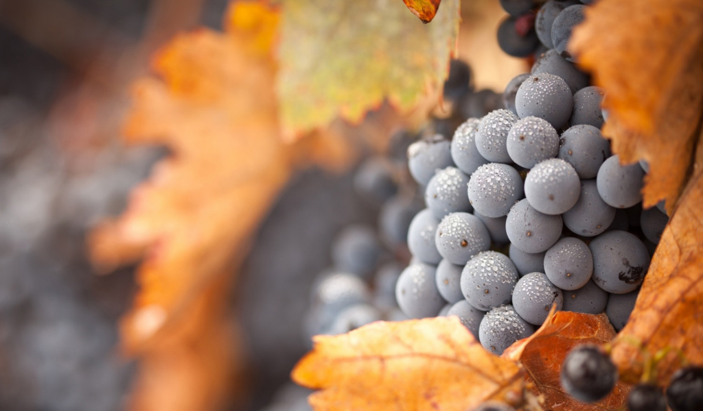 виноград, grapes