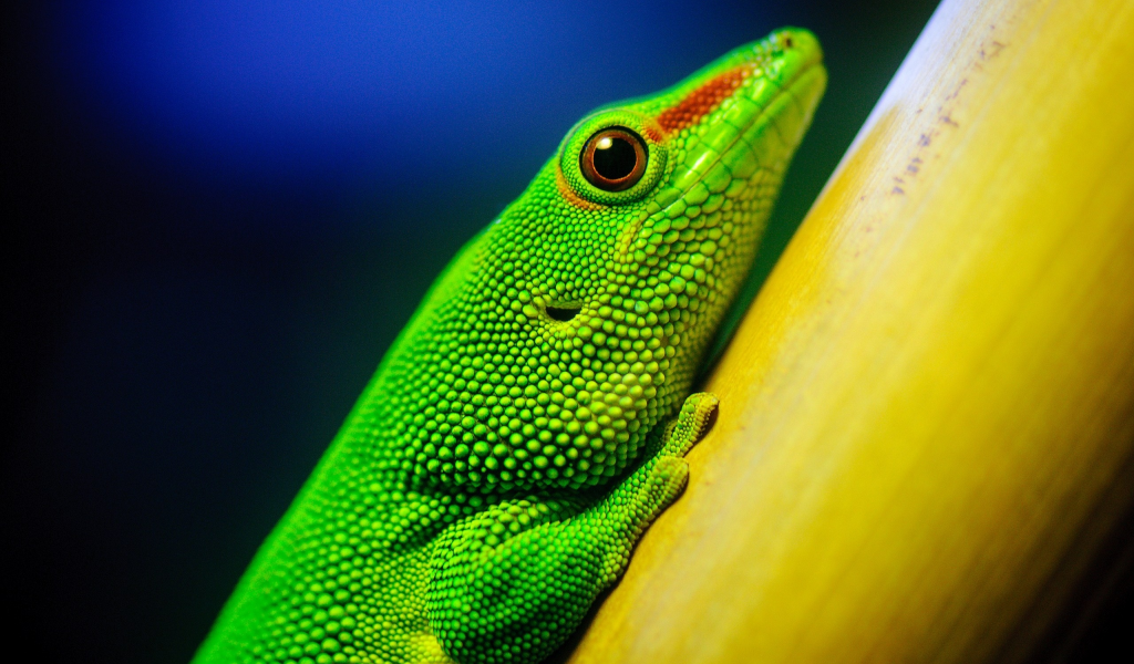 lizards, ящерицы, green, зеленый