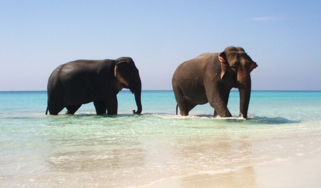 elephants, pair, животных, слонов, animals, пара