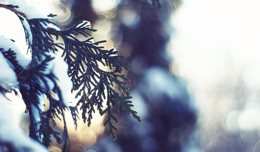 nature, зима, fir-tree, макро, пихта, snow, light, снег, winter, bokeh, ель, spruce, свет, природа, close-up, боке