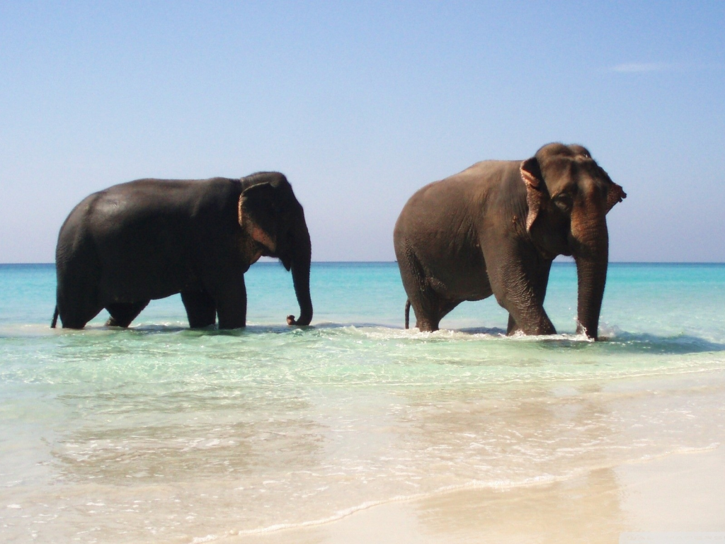 elephants, pair, животных, слонов, animals, пара