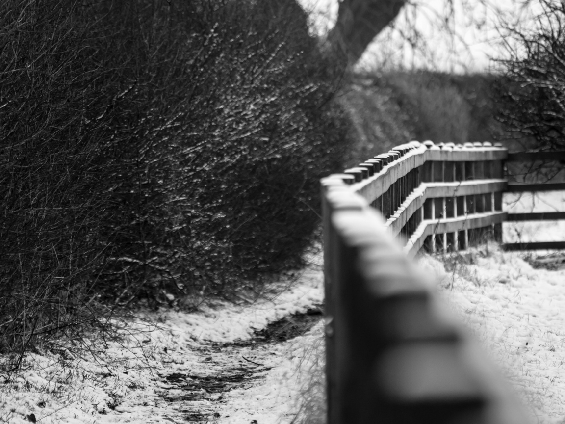 зима, trees, fences, nature, depth of field, заборы, глубина резкости, природа, деревья, grayscale, оттенки серого, winter, snow, снег