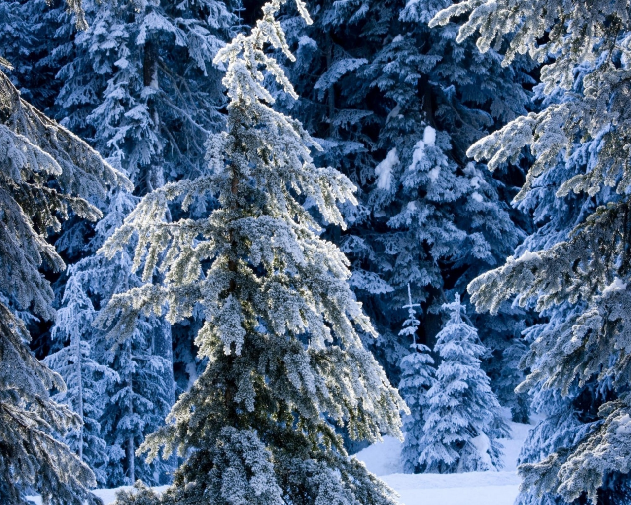 зима, природа, winter, nature