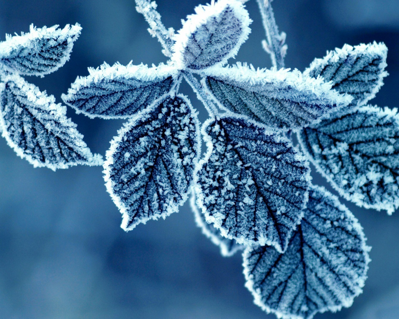 листья, blue, Флора, холодные, cold, льда, ice, синий, мороженые, природа, nature, frozen, leaves, Flora