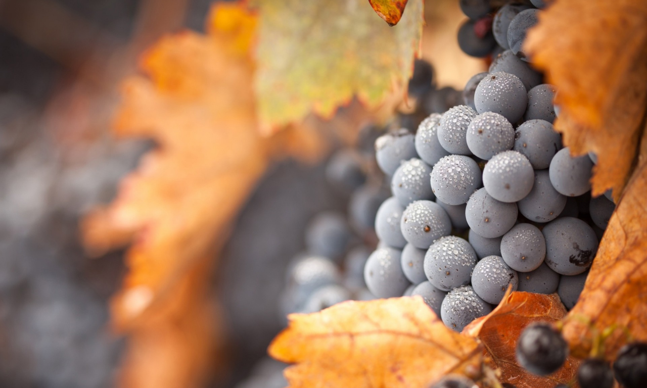 виноград, grapes