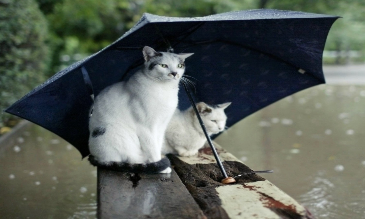 rain, зонты, umbrellas, кошки, Дождь, cats