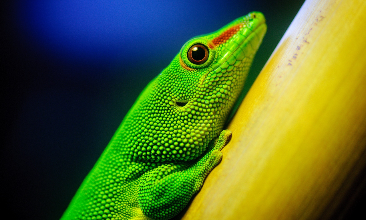 lizards, ящерицы, green, зеленый