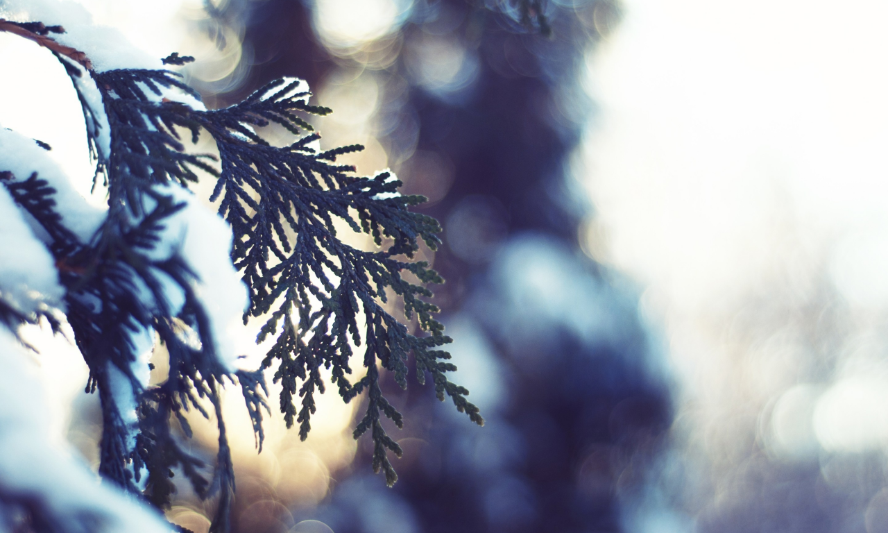 nature, зима, fir-tree, макро, пихта, snow, light, снег, winter, bokeh, ель, spruce, свет, природа, close-up, боке