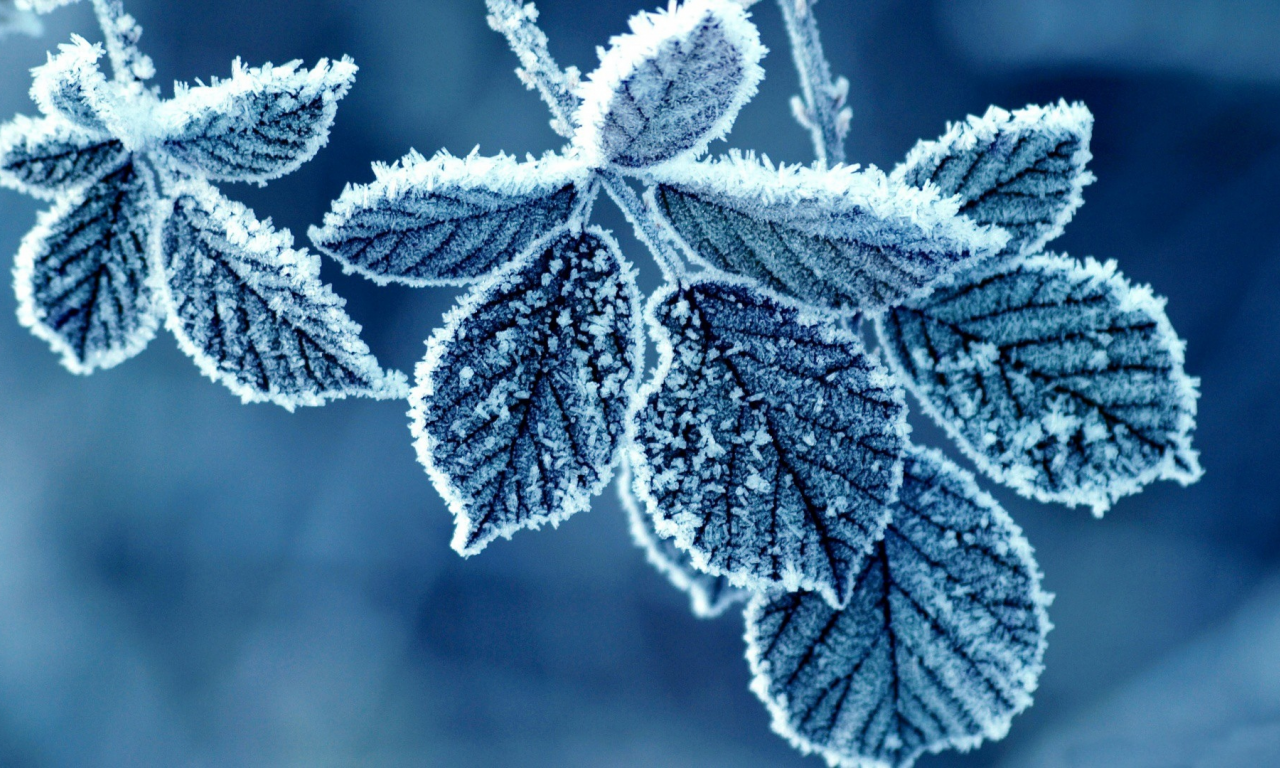 листья, blue, Флора, холодные, cold, льда, ice, синий, мороженые, природа, nature, frozen, leaves, Flora