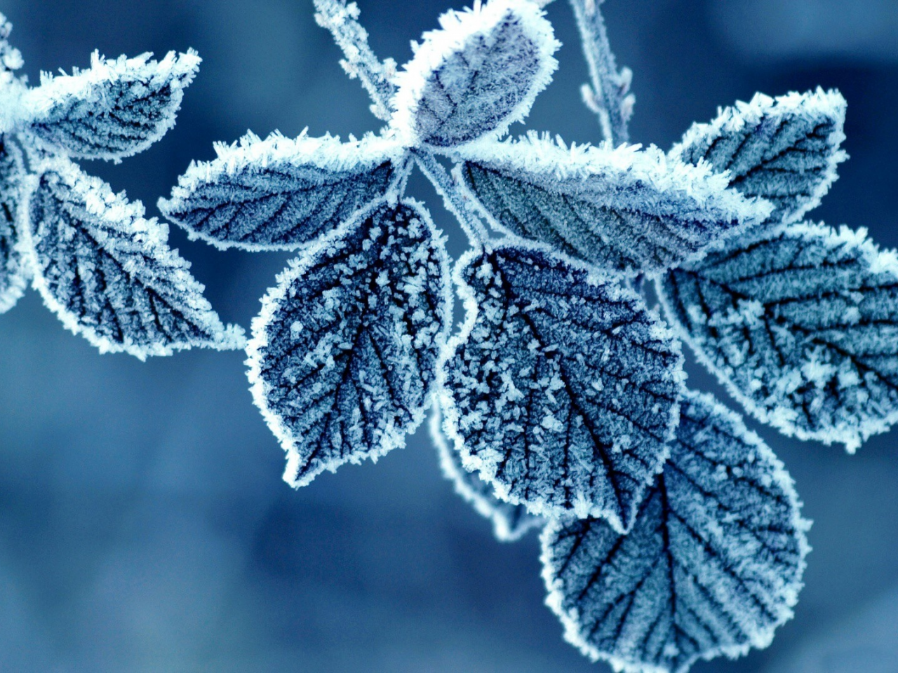 листья, blue, Флора, холодные, cold, льда, ice, синий, мороженые, природа, nature, frozen, leaves, Flora