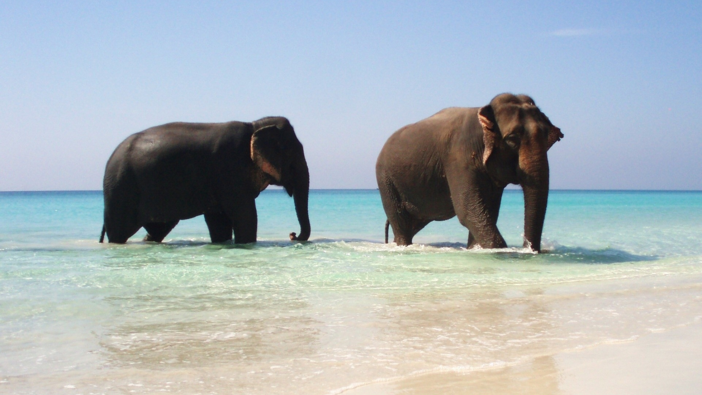 elephants, pair, животных, слонов, animals, пара