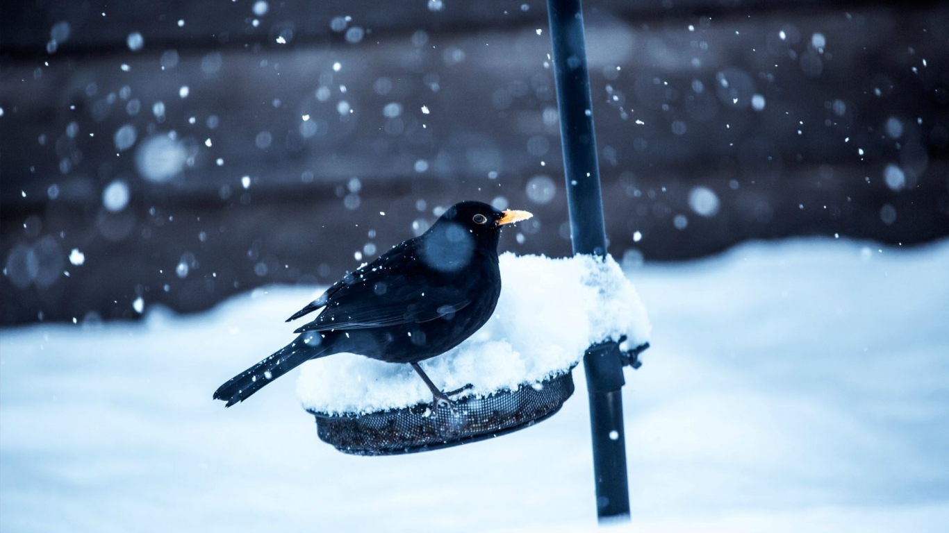 зима, Black Bird, nature, snow, черные птицы, птицы, природа, birds, winter, снег