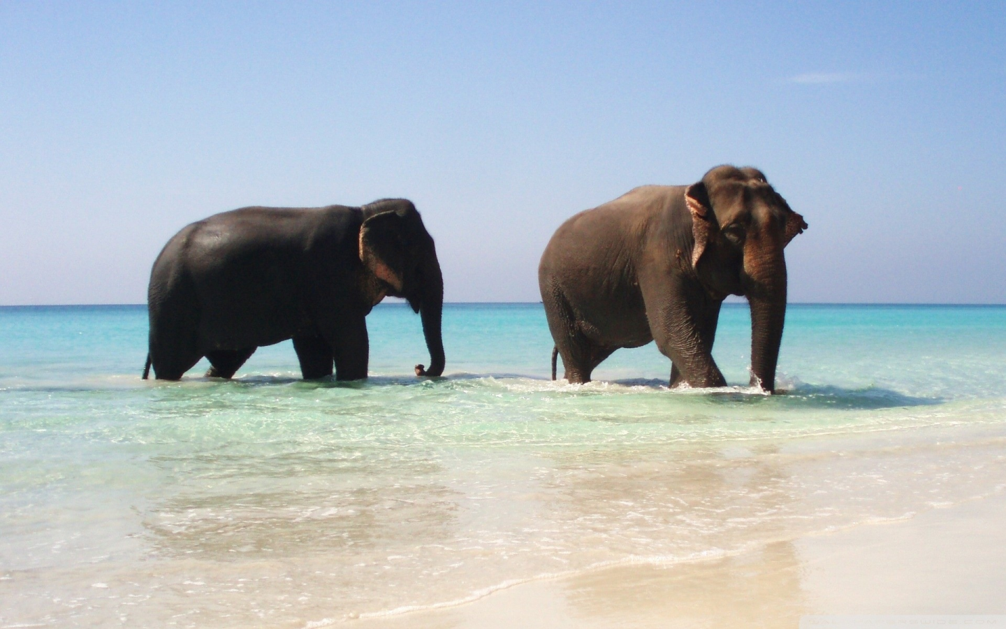 elephants, pair, животных, слонов, animals, пара