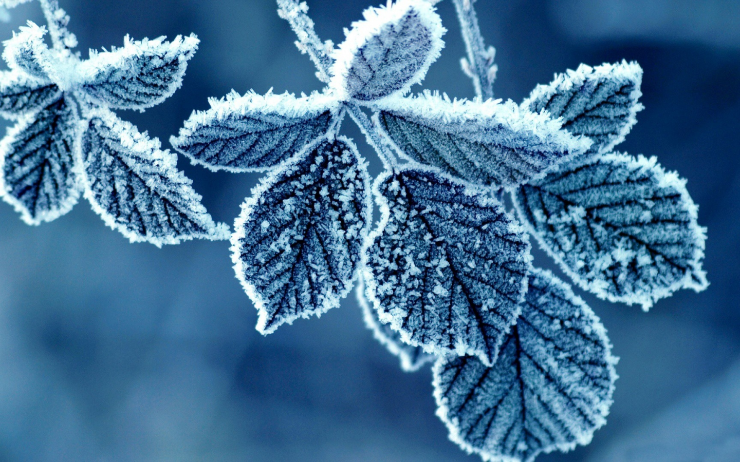 листья, blue, Флора, холодные, cold, льда, ice, синий, мороженые, природа, nature, frozen, leaves, Flora