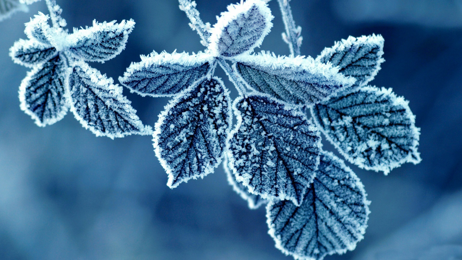 листья, blue, Флора, холодные, cold, льда, ice, синий, мороженые, природа, nature, frozen, leaves, Flora