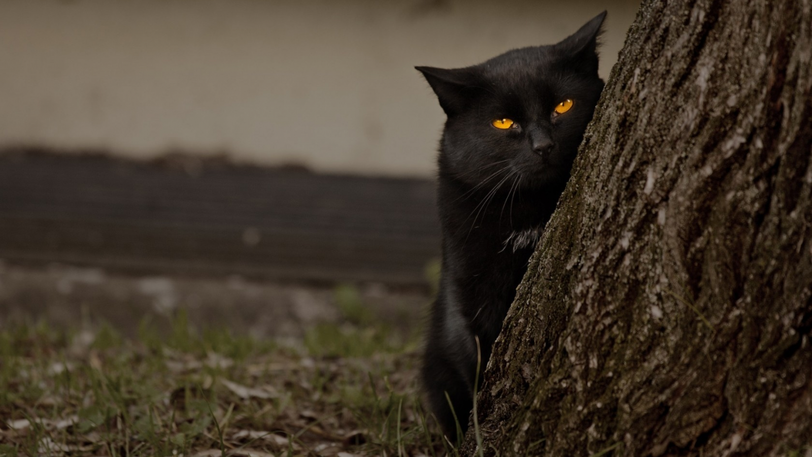 дерево, желтые глаза, кошка, черный кот