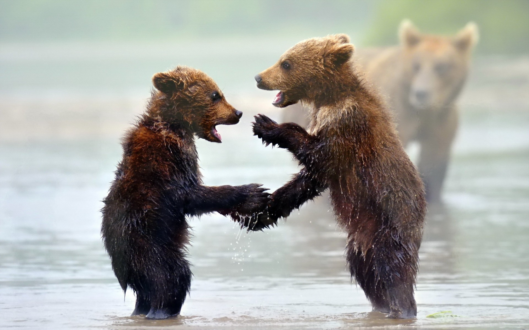 животные, медведи, animals, bears