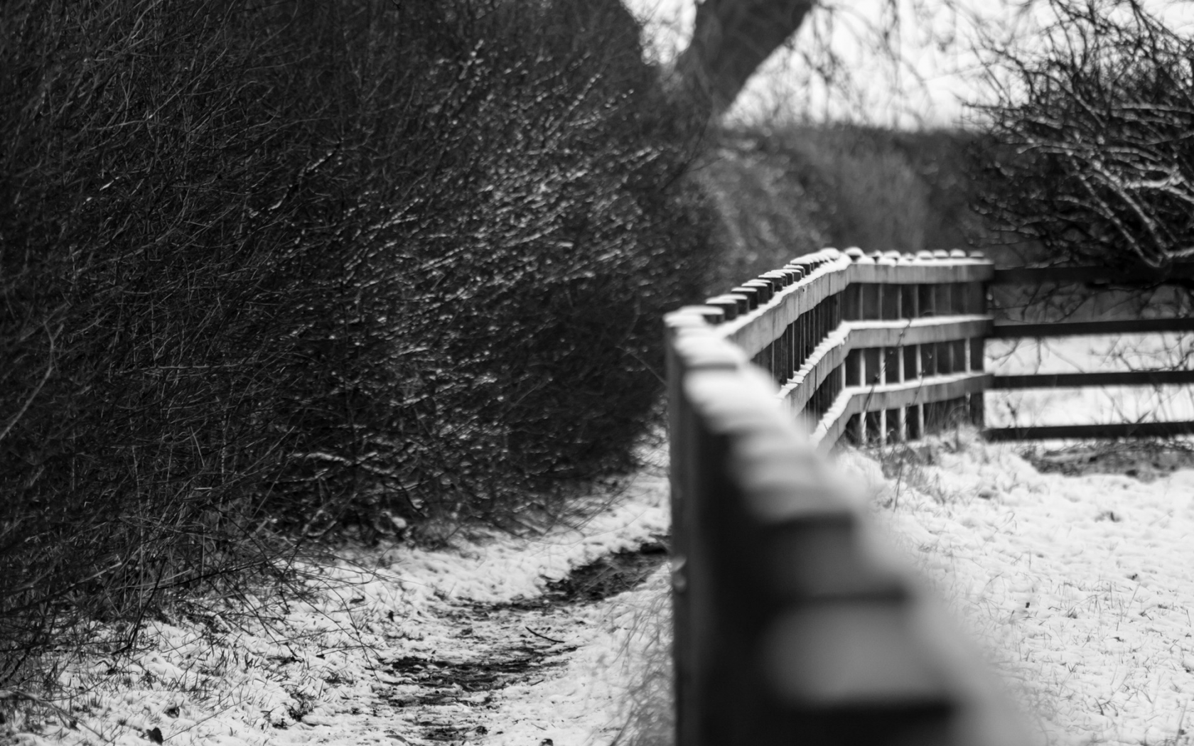 зима, trees, fences, nature, depth of field, заборы, глубина резкости, природа, деревья, grayscale, оттенки серого, winter, snow, снег