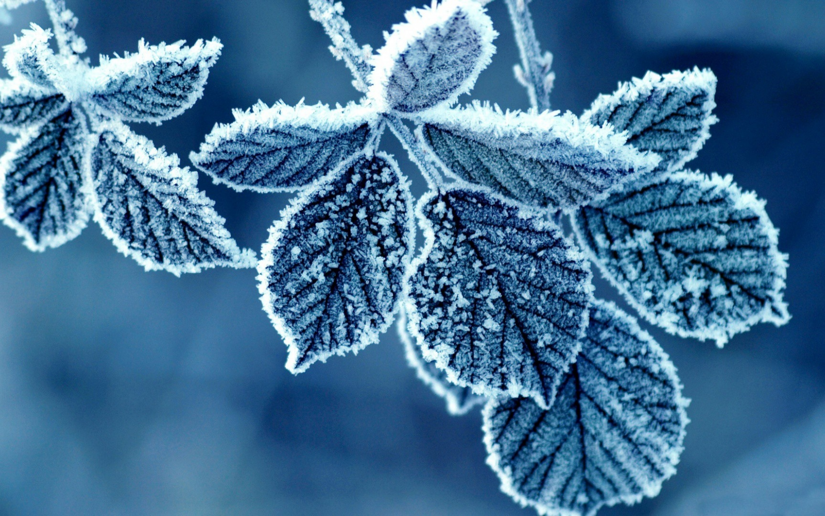 листья, blue, Флора, холодные, cold, льда, ice, синий, мороженые, природа, nature, frozen, leaves, Flora