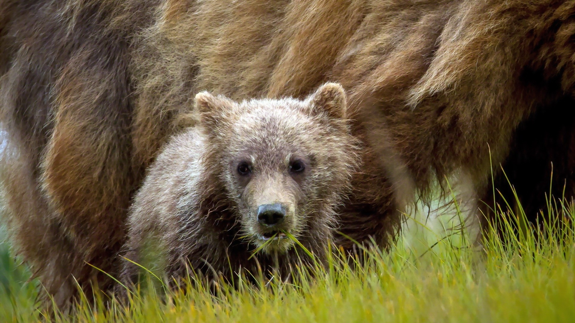 животные, bears, медведи, animals