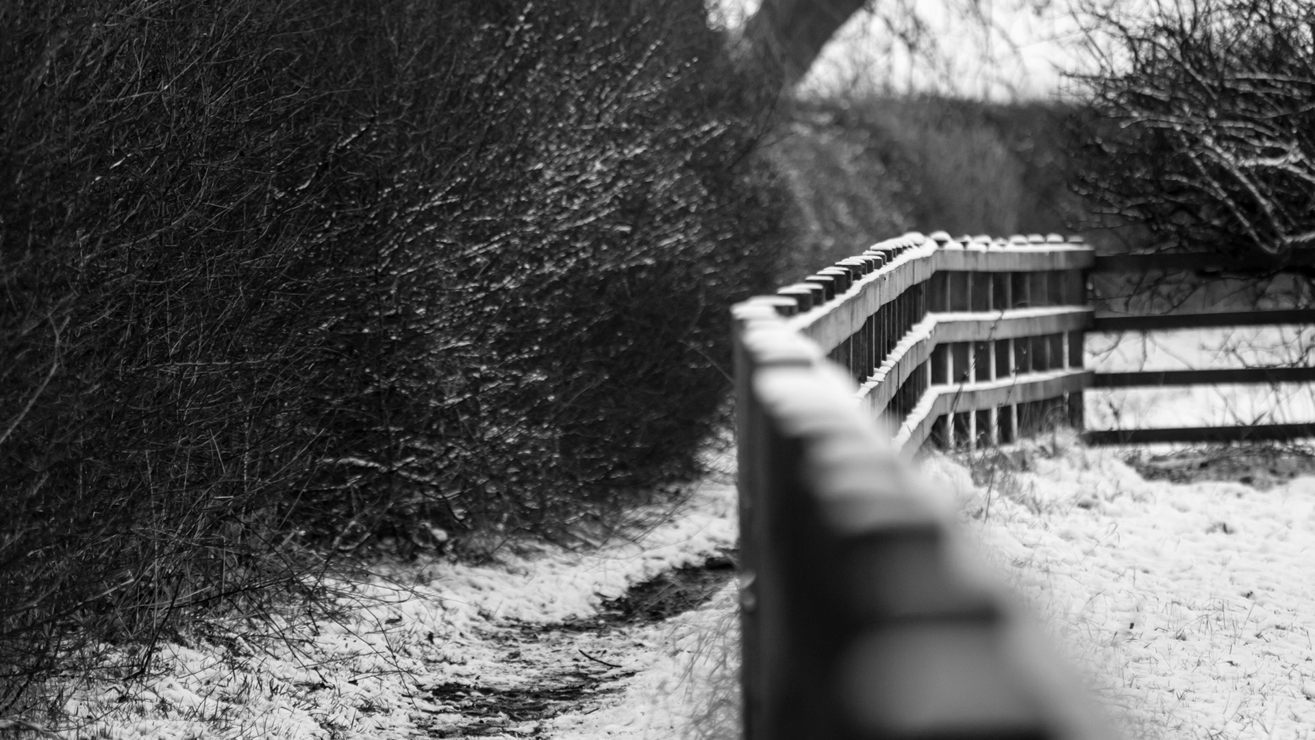 зима, trees, fences, nature, depth of field, заборы, глубина резкости, природа, деревья, grayscale, оттенки серого, winter, snow, снег