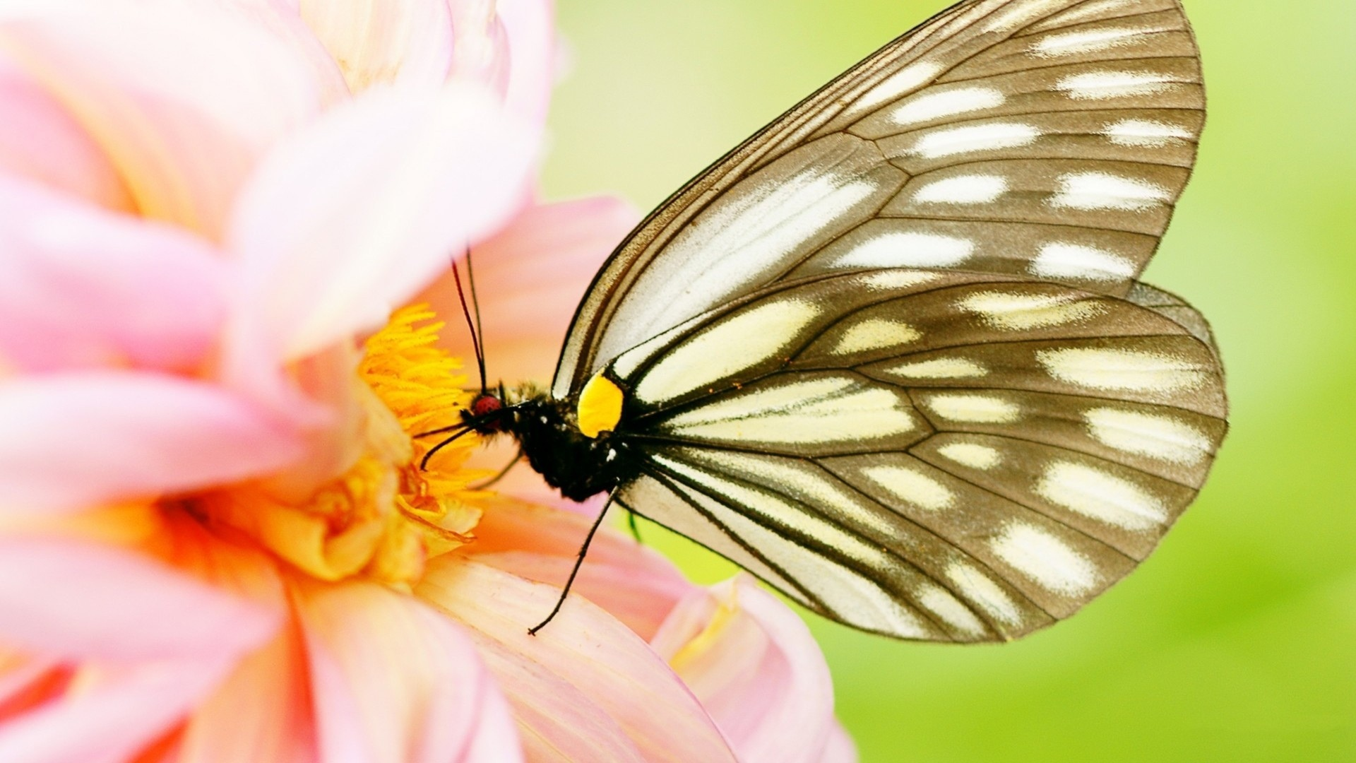 flowers, nature, insects, pink flowers, pink, brown, butterfly wings, butterflies, 