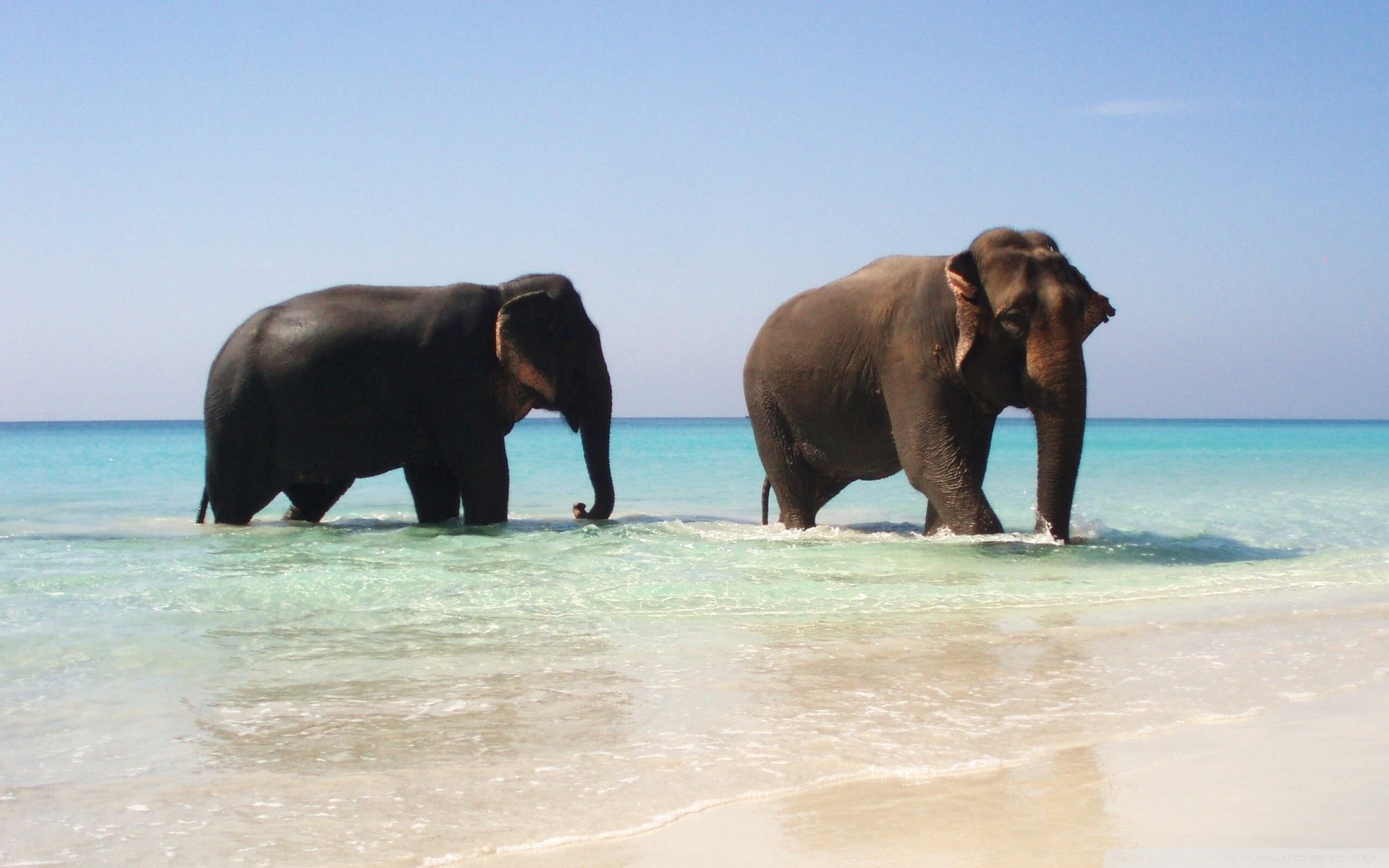 elephants, pair, животных, слонов, animals, пара