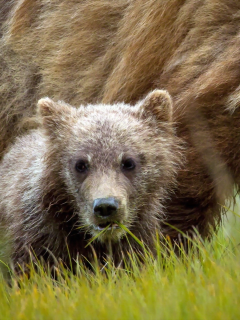 животные, bears, медведи, animals