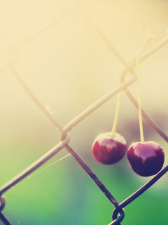 , fences, cherries