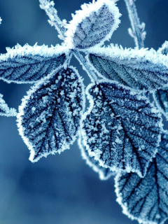 листья, blue, Флора, холодные, cold, льда, ice, синий, мороженые, природа, nature, frozen, leaves, Flora