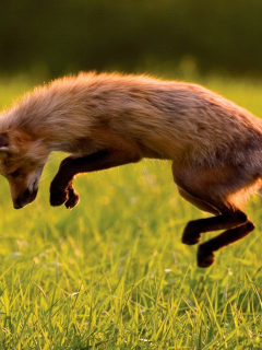 foxes, животные, лисы, animals