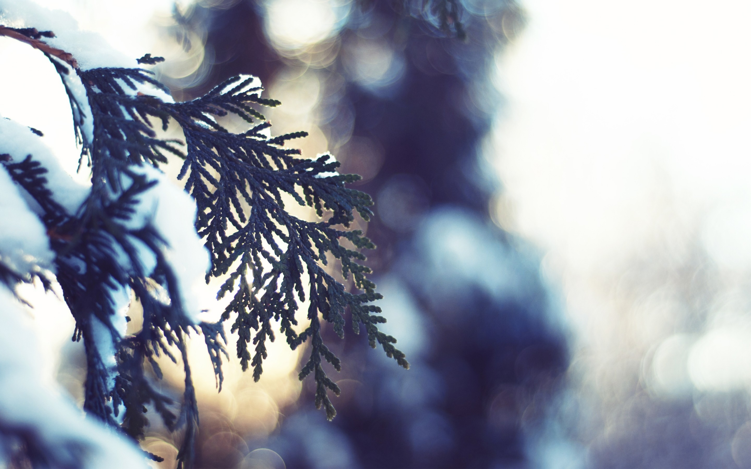 nature, зима, fir-tree, макро, пихта, snow, light, снег, winter, bokeh, ель, spruce, свет, природа, close-up, боке