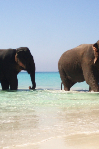 elephants, pair, животных, слонов, animals, пара