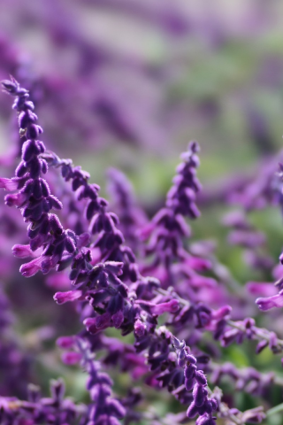 macro, цветы, макро, flowers