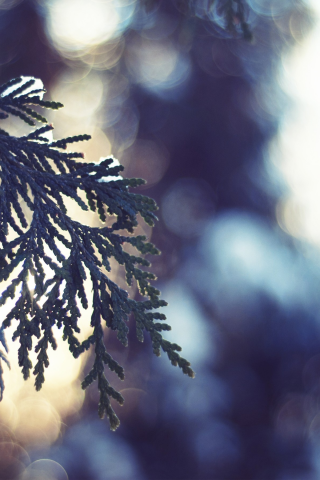 nature, зима, fir-tree, макро, пихта, snow, light, снег, winter, bokeh, ель, spruce, свет, природа, close-up, боке