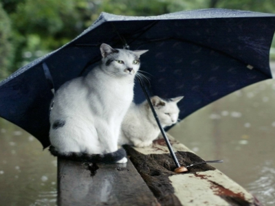 rain, зонты, umbrellas, кошки, Дождь, cats