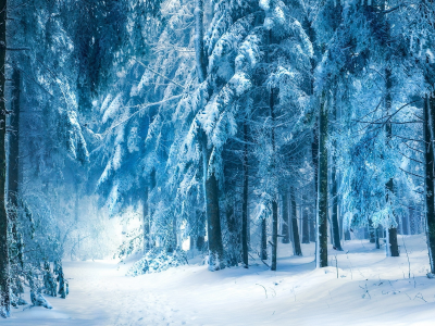 winter, лес, landscapes, зима, пейзажи, forest