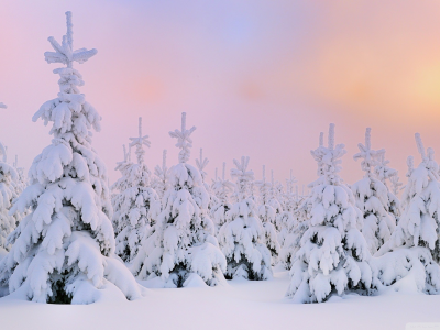 зима, nature, winter, природа