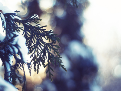 nature, зима, fir-tree, макро, пихта, snow, light, снег, winter, bokeh, ель, spruce, свет, природа, close-up, боке