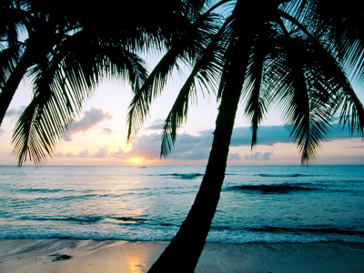 пальмы, листья, море, пляж