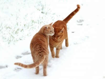 животные, снег, animals, snow, кошки, cats