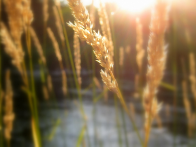 sunrise, nature, пшеница, размыты, рек, восход солнца, rivers, природа, wheat, water, blurred, вода